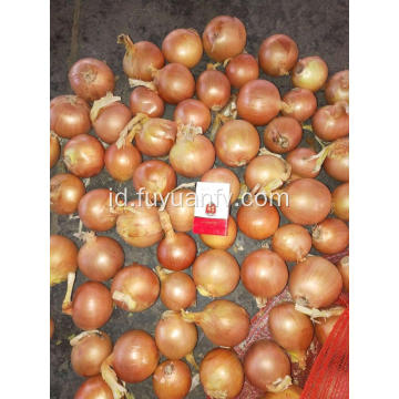 Bawang kuning segar untuk pasar Indonesia